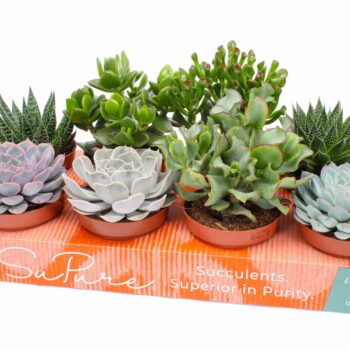 Succulent mix 12