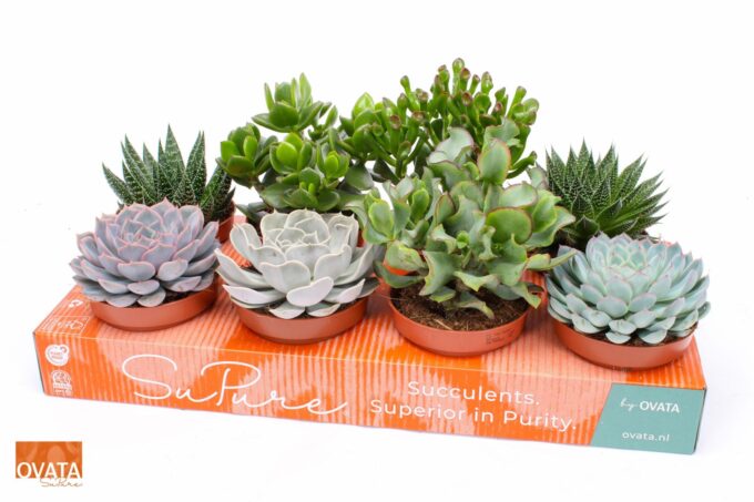 Succulent mix 12