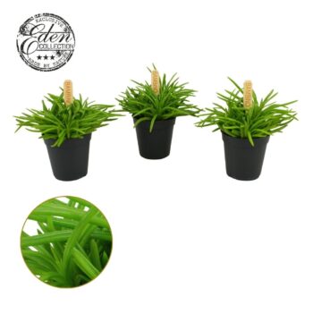 Senecio Himalaya