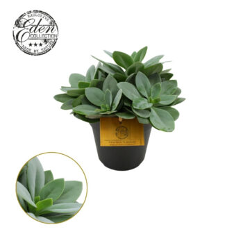 Senecio Cephalophorus
