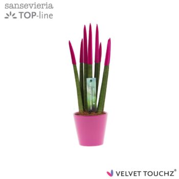 Sansevieria VELVET TOUCHZ® Fuchsia In keramiek R'dam
