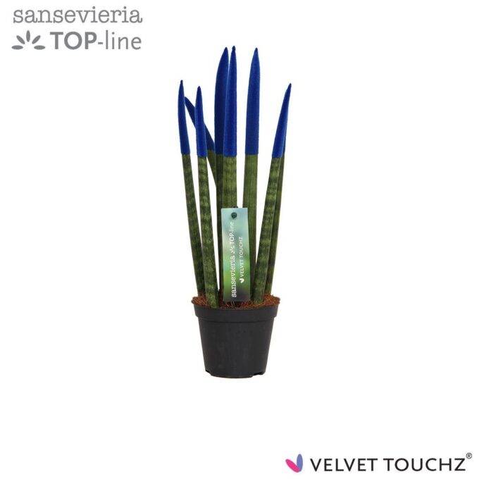 Sansevieria Velvet Blue
