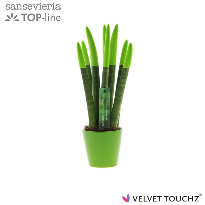 Sansevieria VELVET TOUCHZ® Groen In keramiek R'dam