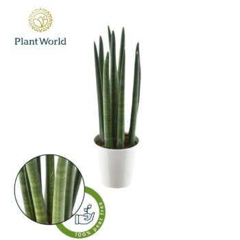 Sansevieria cylindrica "Spaghetti' in keramiek wit