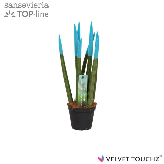 Sansevieria Velvet Aqua