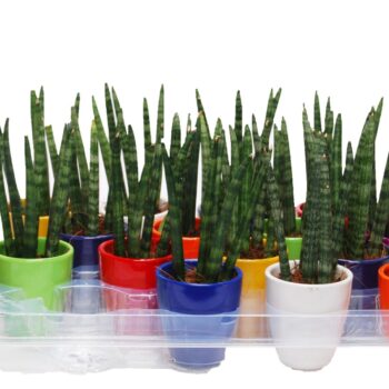 Sansevieria cylindrica 'Spaghetti' in keramiek Osaka