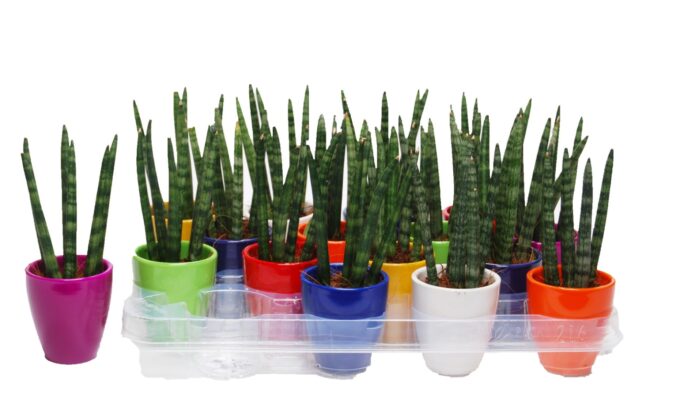 Sansevieria cylindrica 'Spaghetti' in keramiek Osaka