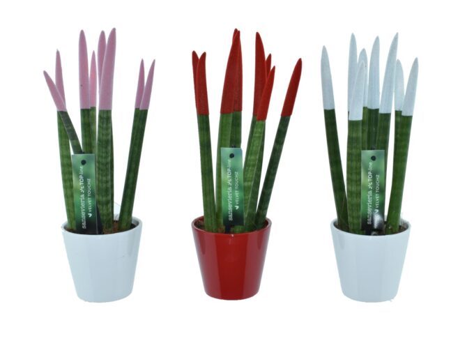 Sansevieria VELVET TOUCHZ® Women mix In keramiek R'dam