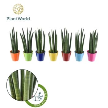 Sansevieria cylindrica "Spaghetti' in gemixt R'dam keramiek