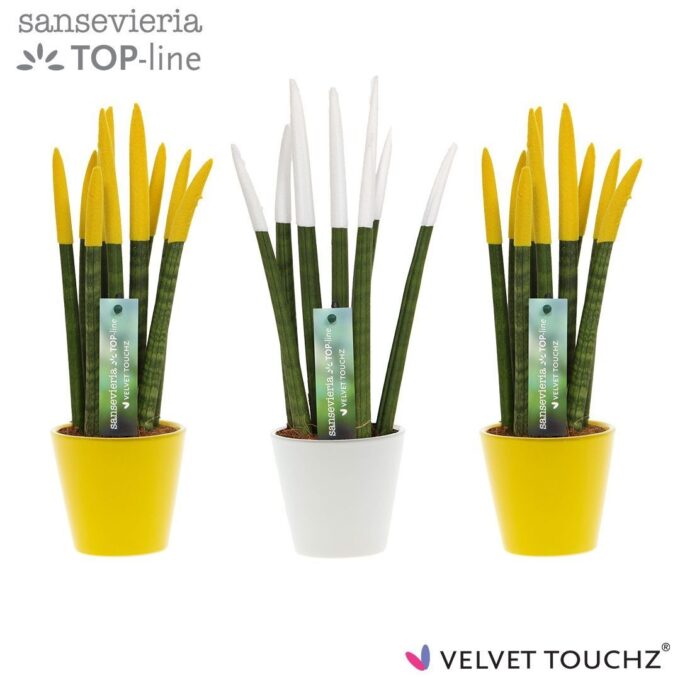 Sansevieria VELVET TOUCHZ® Classic Easter mix In keramiek R'dam
