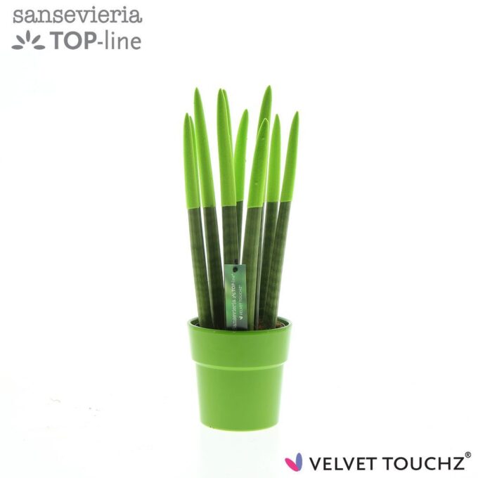 Sansevieria VELVET TOUCHZ® Groen in keramiek Edel