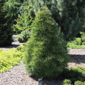 Sciadopitys verticilata