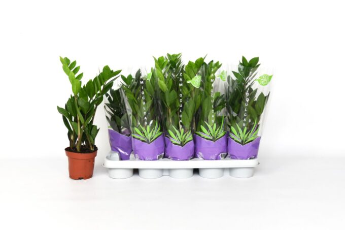 Zamioculcas zamiifolia