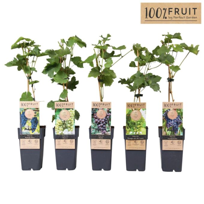 Vitis mix tray P15