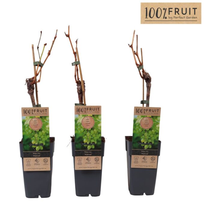 Vitis Himrod (pitloos) P15