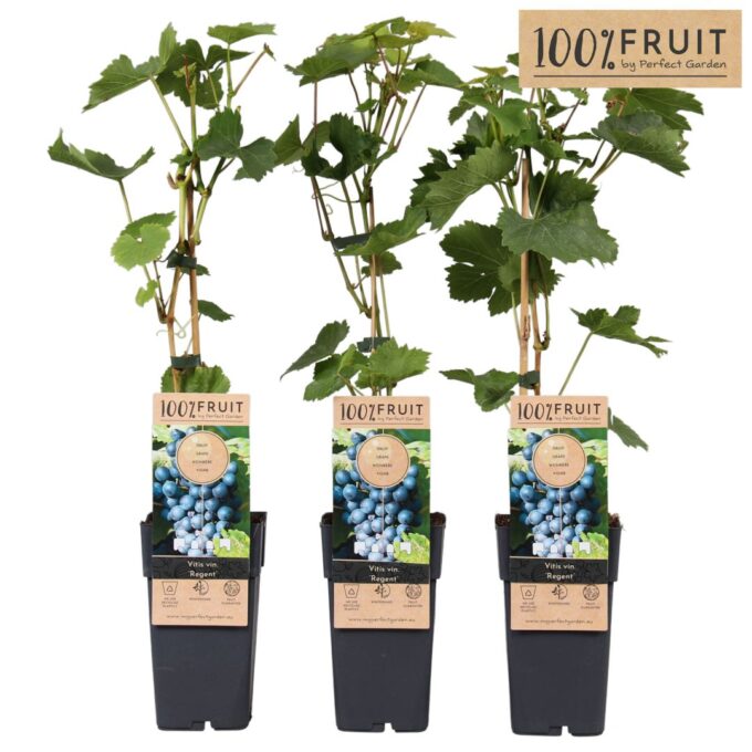 Vitis Regent (geënt) P15