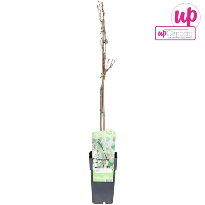 Wisteria floribunda Alba P15