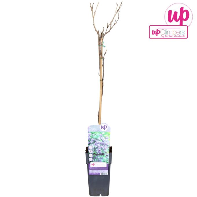 Wisteria floribunda Black Dragon P15