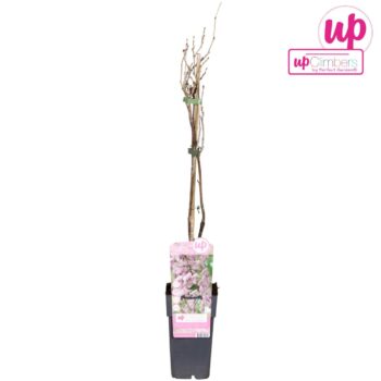 Wisteria floribunda Rosea P15