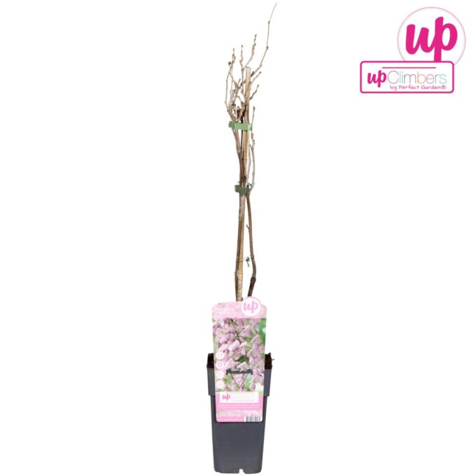 Wisteria floribunda Rosea P15