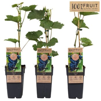 Vitis Beta P15