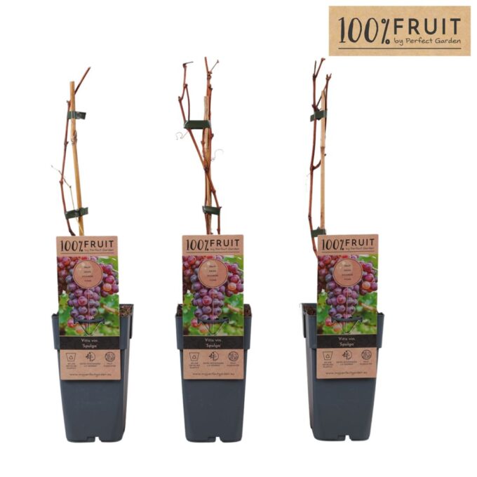 Vitis Spulga P15