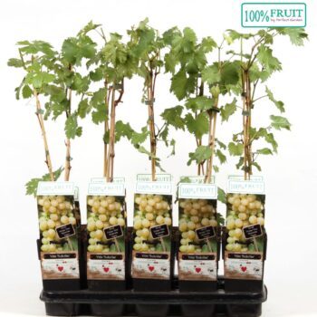 Vitis Sukribe P15