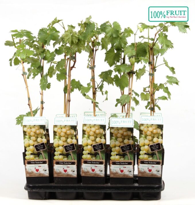 Vitis Sukribe P15