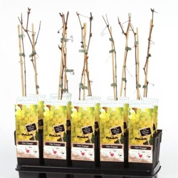 Vitis Supaga P15