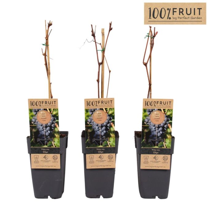 Vitis Zilga P15