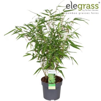 Fargesia 'Rufa'