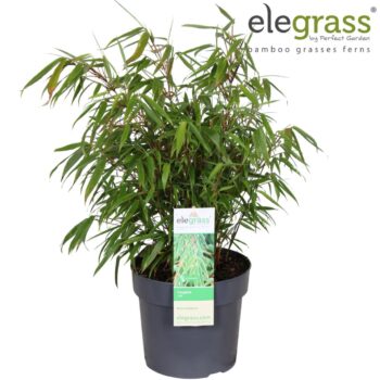 Fargesia rufa