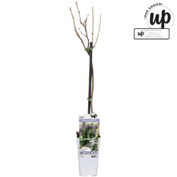 Wisteria sinensis Caroline P15