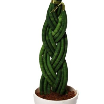 Sansevieria cylindrica 'Twist' met keramiek wit
