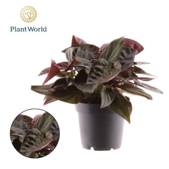 Syngonium Red Arrow
