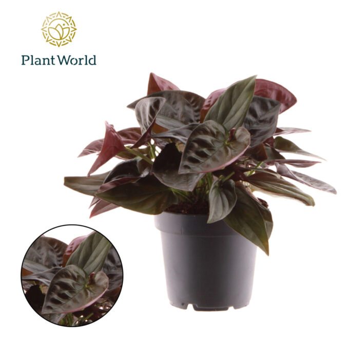 Syngonium Red Arrow