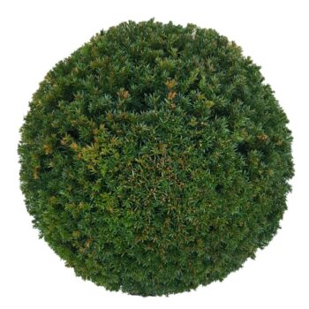 Taxus baccata