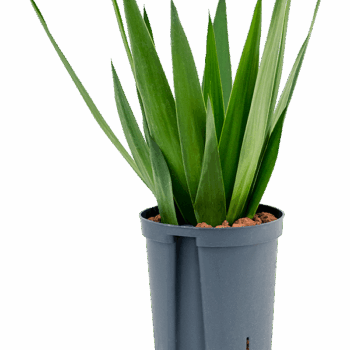 Yucca elephantipes Head