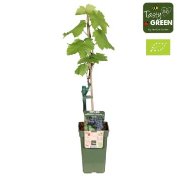 Vitis Venus (geënt) Bio P19
