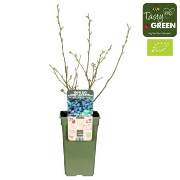 Vaccinium corymbosum 'Hortblue Poppins' Bio P19