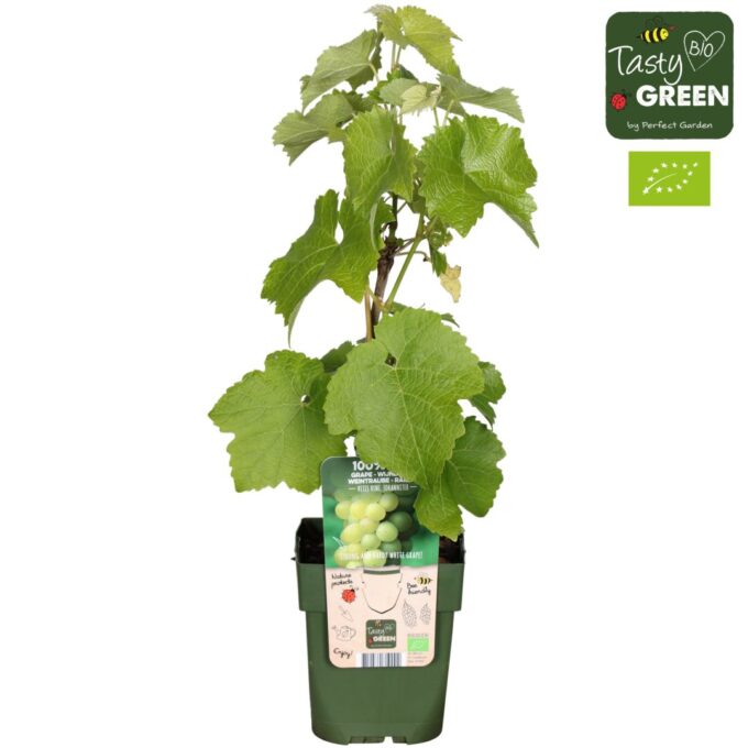 Vitis Johanniter Bio P13