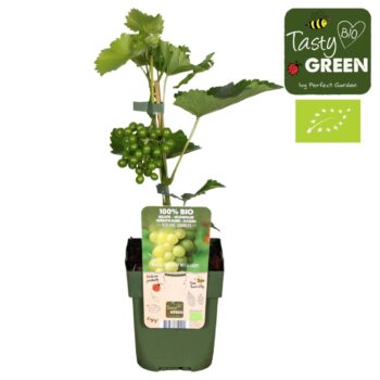 Vitis Johanniter Bio P13
