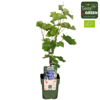 Vitis Boskoop Glory Bio P13