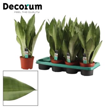 Sansevieria Moonshine