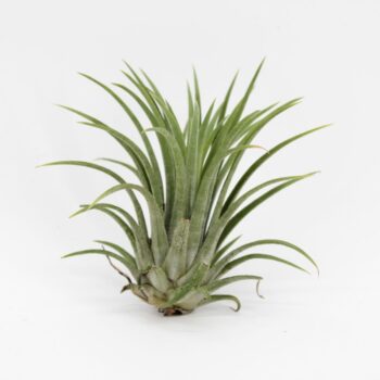 Tillandsia Ionantha Mix 3 kleuren