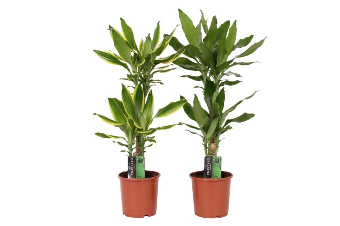 Dracaena 2 color mix, 17 cm pot
