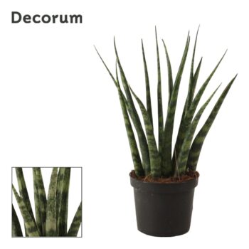 Sansevieria Fernwood