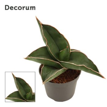 Sansevieria Samura