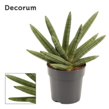 Sansevieria Double Boncellensis