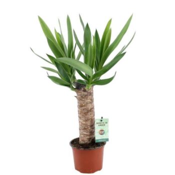 Yucca 25cm Hout 3+ kop